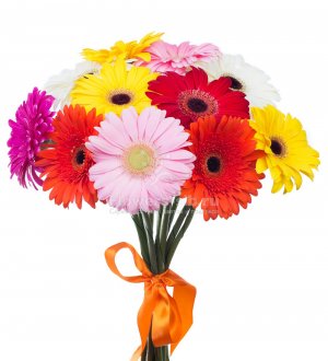 11 Gerberas